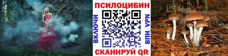 Галлюциногенные грибы Psilocybe Закаменск